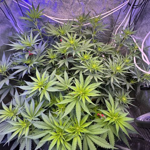 Orange Hippo x Lemon Skunk x Purple Haze x Gelato x Gorilla Glue growlog timeline photo