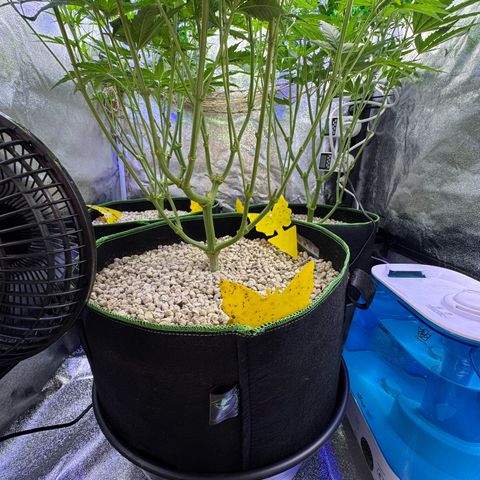 Orange Hippo x Lemon Skunk x Purple Haze x Gelato x Gorilla Glue growlog timeline photo
