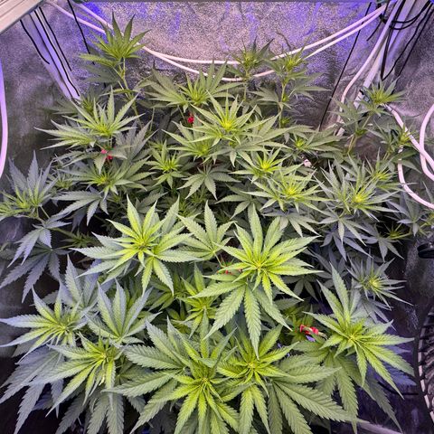 Orange Hippo x Lemon Skunk x Purple Haze x Gelato x Gorilla Glue growlog timeline photo