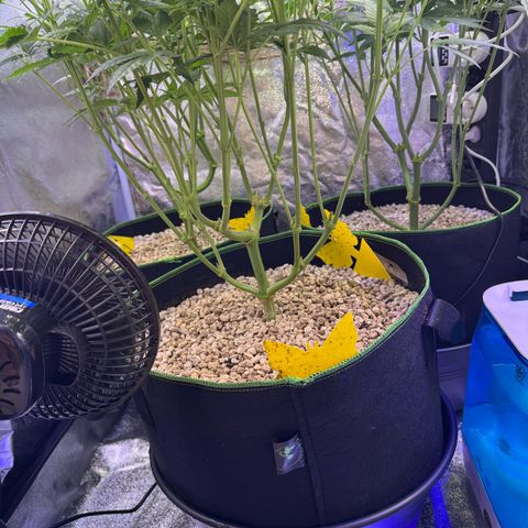 Orange Hippo x Lemon Skunk x Purple Haze x Gelato x Gorilla Glue growlog photo: 10ml Grow, 10ml Bloom, pH bei 5.8
