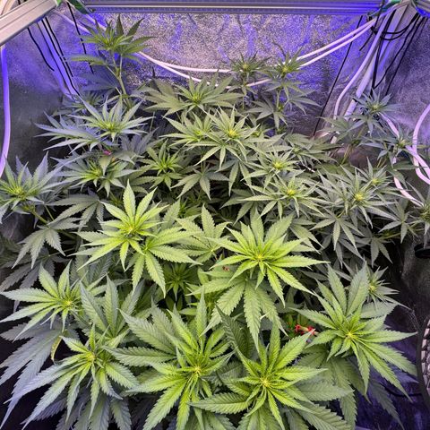 Orange Hippo x Lemon Skunk x Purple Haze x Gelato x Gorilla Glue growlog photo: 10ml Grow, 10ml Bloom, pH bei 5.8