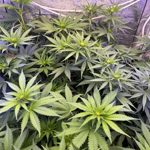 Orange Hippo x Lemon Skunk x Purple Haze x Gelato x Gorilla Glue growlog photo: 10ml Grow, 10ml Bloom, pH bei 5.8