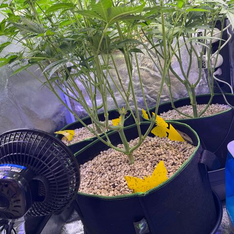 Orange Hippo x Lemon Skunk x Purple Haze x Gelato x Gorilla Glue growlog photo: 10ml Grow, 10ml Bloom, pH bei 5.8