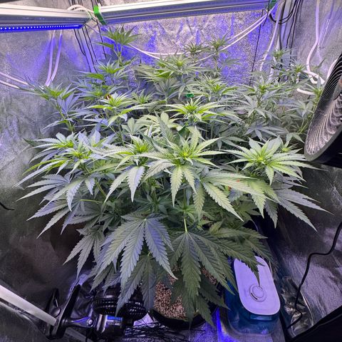 Orange Hippo x Lemon Skunk x Purple Haze x Gelato x Gorilla Glue growlog photo: 10ml Grow, 10ml Bloom, pH bei 5.8