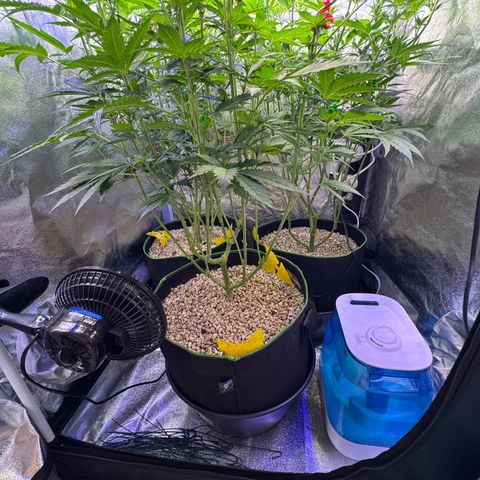 Orange Hippo x Lemon Skunk x Purple Haze x Gelato x Gorilla Glue growlog timeline photo
