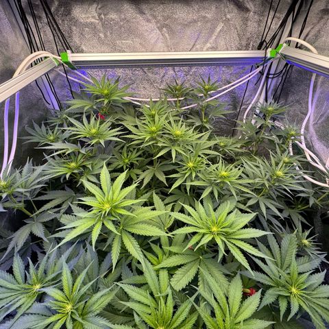 Orange Hippo x Lemon Skunk x Purple Haze x Gelato x Gorilla Glue growlog timeline photo