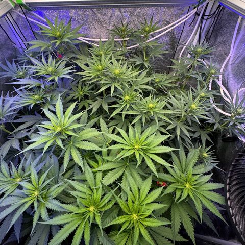 Orange Hippo x Lemon Skunk x Purple Haze x Gelato x Gorilla Glue growlog timeline photo