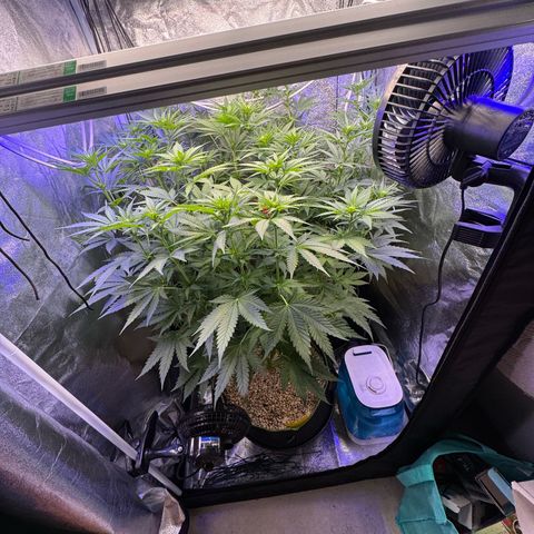 Orange Hippo x Lemon Skunk x Purple Haze x Gelato x Gorilla Glue growlog timeline photo
