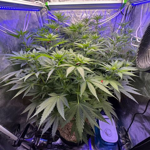 Orange Hippo x Lemon Skunk x Purple Haze x Gelato x Gorilla Glue growlog timeline photo