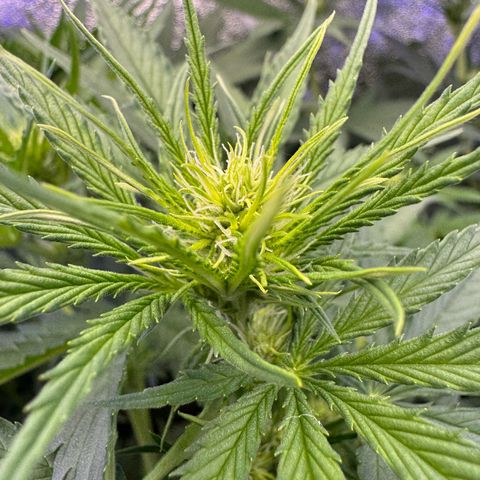 Orange Hippo x Lemon Skunk x Purple Haze x Gelato x Gorilla Glue growlog photo: Mitte Woche 2 der Blühte, sind gut gestartet!