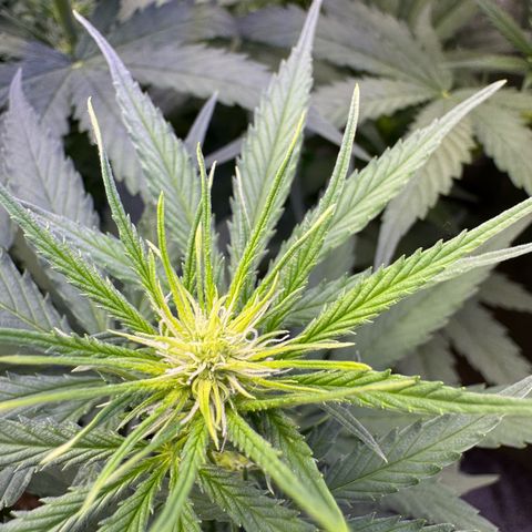 Orange Hippo x Lemon Skunk x Purple Haze x Gelato x Gorilla Glue growlog photo: Mitte Woche 2 der Blühte, sind gut gestartet!