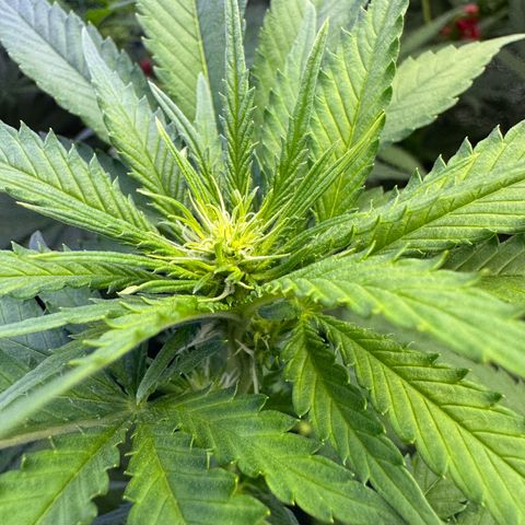 Orange Hippo x Lemon Skunk x Purple Haze x Gelato x Gorilla Glue growlog photo: Mitte Woche 2 der Blühte, sind gut gestartet!