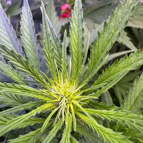 Orange Hippo x Lemon Skunk x Purple Haze x Gelato x Gorilla Glue growlog photo: Mitte Woche 2 der Blühte, sind gut gestartet!
