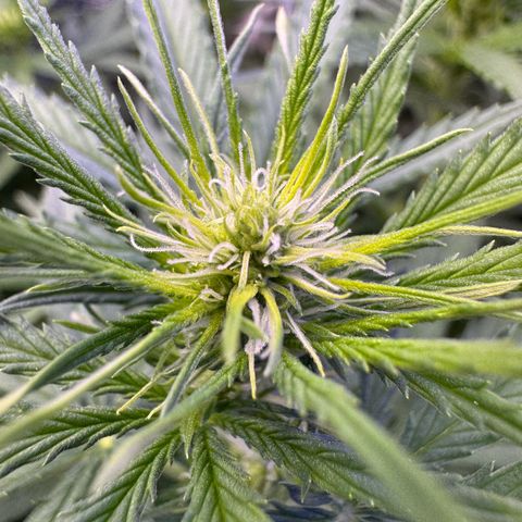 Orange Hippo x Lemon Skunk x Purple Haze x Gelato x Gorilla Glue growlog photo: Mitte Woche 2 der Blühte, sind gut gestartet!