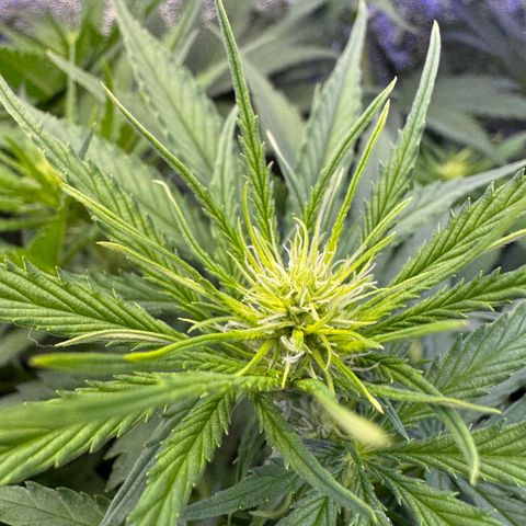 Orange Hippo x Lemon Skunk x Purple Haze x Gelato x Gorilla Glue growlog photo: Mitte Woche 2 der Blühte, sind gut gestartet!