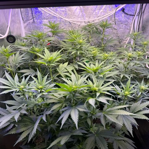 Orange Hippo x Lemon Skunk x Purple Haze x Gelato x Gorilla Glue growlog photo: Far Red prepare for tomorrow day 1 week 3