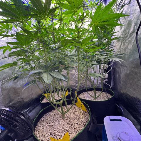 Orange Hippo x Lemon Skunk x Purple Haze x Gelato x Gorilla Glue growlog photo: Far Red prepare for tomorrow day 1 week 3