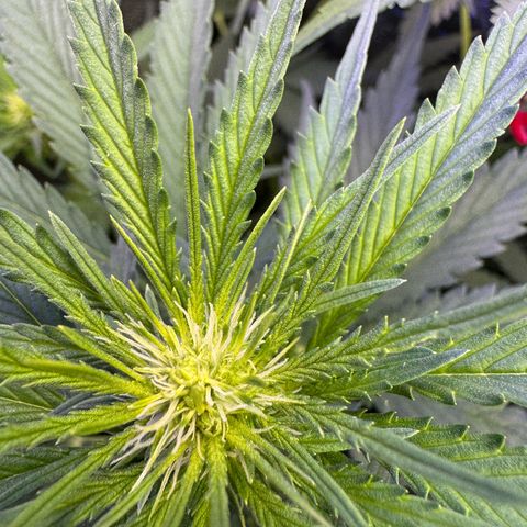 Orange Hippo x Lemon Skunk x Purple Haze x Gelato x Gorilla Glue growlog photo: Far Red prepare for tomorrow day 1 week 3
