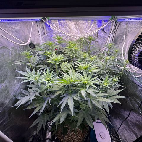 Orange Hippo x Lemon Skunk x Purple Haze x Gelato x Gorilla Glue growlog photo: Far Red prepare for tomorrow day 1 week 3