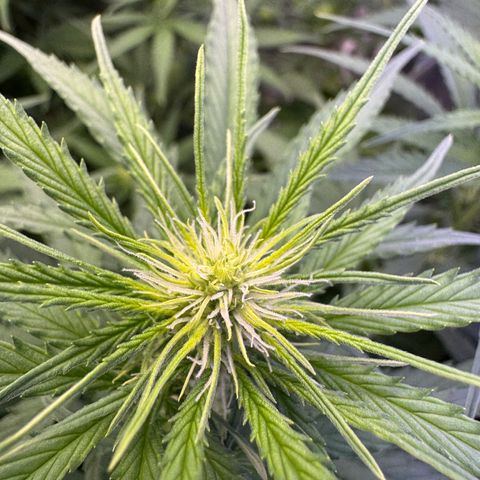 Orange Hippo x Lemon Skunk x Purple Haze x Gelato x Gorilla Glue growlog photo: Far Red prepare for tomorrow day 1 week 3