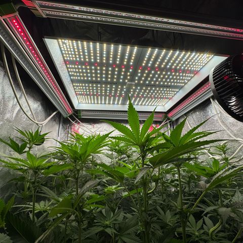 Orange Hippo x Lemon Skunk x Purple Haze x Gelato x Gorilla Glue growlog photo: Far Red prepare for tomorrow day 1 week 3