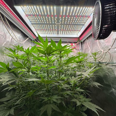 Orange Hippo x Lemon Skunk x Purple Haze x Gelato x Gorilla Glue growlog photo: Far Red prepare for tomorrow day 1 week 3