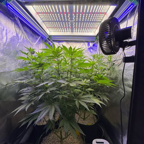 Orange Hippo x Lemon Skunk x Purple Haze x Gelato x Gorilla Glue growlog photo: Far Red prepare for tomorrow day 1 week 3