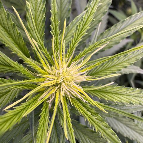 Orange Hippo x Lemon Skunk x Purple Haze x Gelato x Gorilla Glue growlog photo: Far Red prepare for tomorrow day 1 week 3