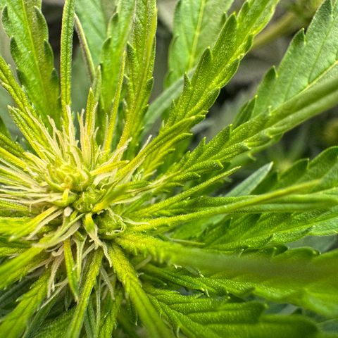 Orange Hippo x Lemon Skunk x Purple Haze x Gelato x Gorilla Glue growlog timeline photo