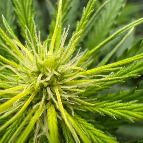 Orange Hippo x Lemon Skunk x Purple Haze x Gelato x Gorilla Glue growlog timeline photo