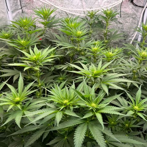 Orange Hippo x Lemon Skunk x Purple Haze x Gelato x Gorilla Glue growlog timeline photo