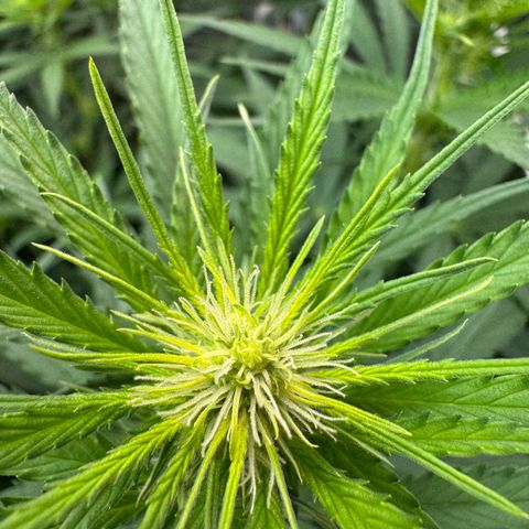 Orange Hippo x Lemon Skunk x Purple Haze x Gelato x Gorilla Glue growlog timeline photo