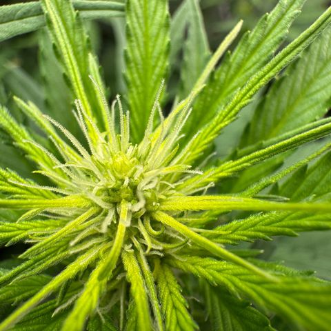 Orange Hippo x Lemon Skunk x Purple Haze x Gelato x Gorilla Glue growlog timeline photo