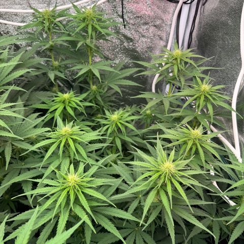 Orange Hippo x Lemon Skunk x Purple Haze x Gelato x Gorilla Glue growlog timeline photo