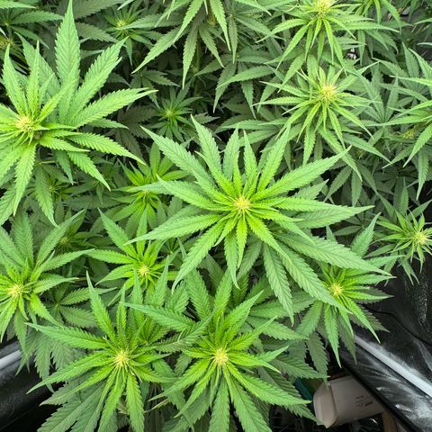 Orange Hippo x Lemon Skunk x Purple Haze x Gelato x Gorilla Glue growlog timeline photo