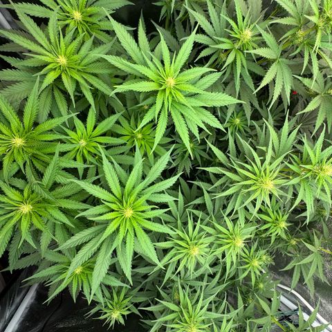 Orange Hippo x Lemon Skunk x Purple Haze x Gelato x Gorilla Glue growlog timeline photo