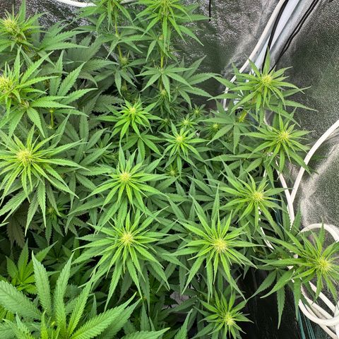 Orange Hippo x Lemon Skunk x Purple Haze x Gelato x Gorilla Glue growlog timeline photo