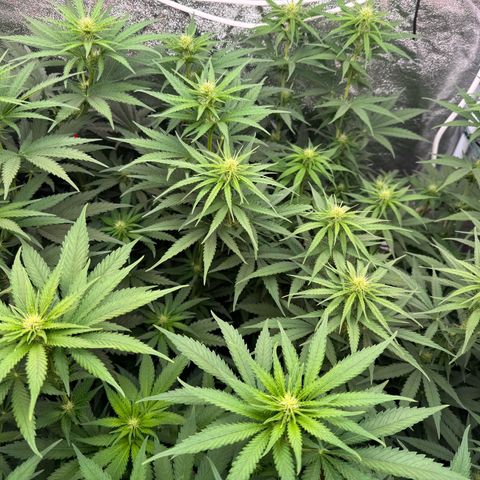 Orange Hippo x Lemon Skunk x Purple Haze x Gelato x Gorilla Glue growlog timeline photo