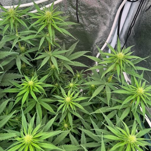 Orange Hippo x Lemon Skunk x Purple Haze x Gelato x Gorilla Glue growlog timeline photo