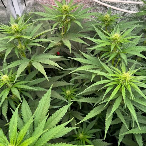 Orange Hippo x Lemon Skunk x Purple Haze x Gelato x Gorilla Glue growlog timeline photo