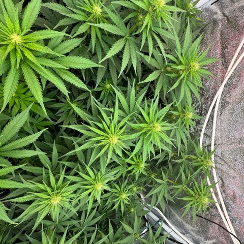 Orange Hippo x Lemon Skunk x Purple Haze x Gelato x Gorilla Glue growlog timeline photo