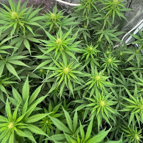Orange Hippo x Lemon Skunk x Purple Haze x Gelato x Gorilla Glue growlog timeline photo