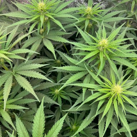 Orange Hippo x Lemon Skunk x Purple Haze x Gelato x Gorilla Glue growlog timeline photo