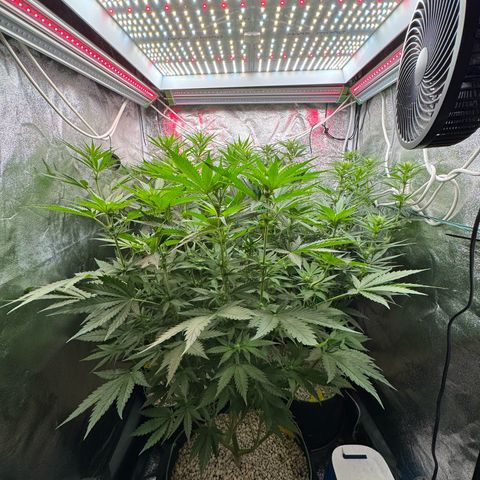 Orange Hippo x Lemon Skunk x Purple Haze x Gelato x Gorilla Glue growlog timeline photo