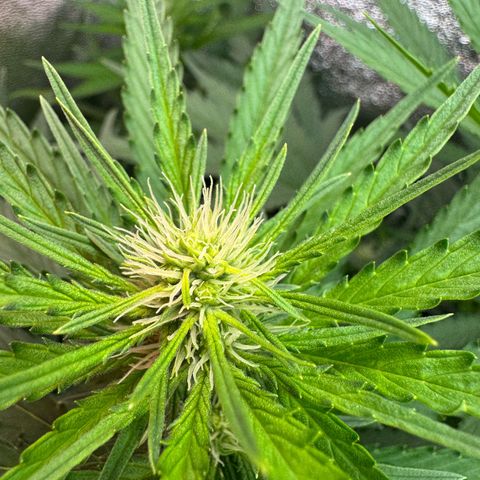 Orange Hippo x Lemon Skunk x Purple Haze x Gelato x Gorilla Glue growlog timeline photo