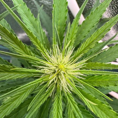 Orange Hippo x Lemon Skunk x Purple Haze x Gelato x Gorilla Glue growlog timeline photo