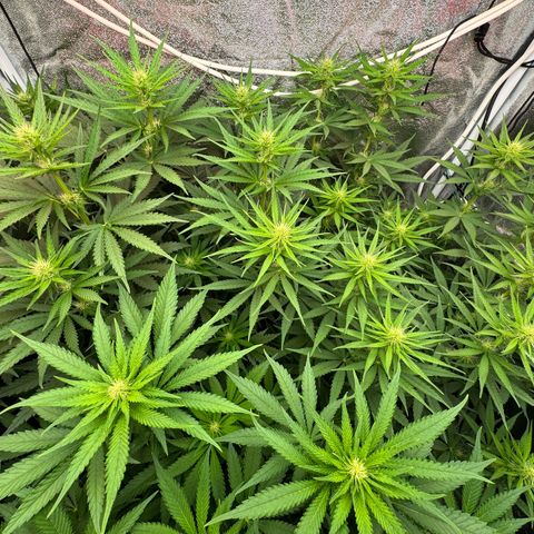 Orange Hippo x Lemon Skunk x Purple Haze x Gelato x Gorilla Glue growlog timeline photo
