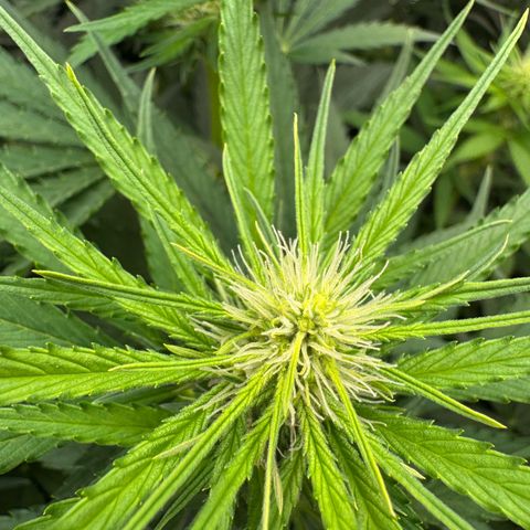 Orange Hippo x Lemon Skunk x Purple Haze x Gelato x Gorilla Glue growlog timeline photo