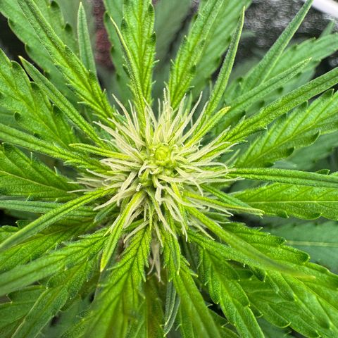 Orange Hippo x Lemon Skunk x Purple Haze x Gelato x Gorilla Glue growlog timeline photo