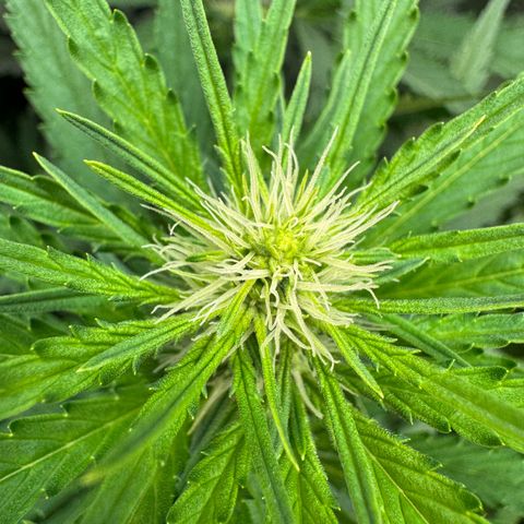 Orange Hippo x Lemon Skunk x Purple Haze x Gelato x Gorilla Glue growlog timeline photo